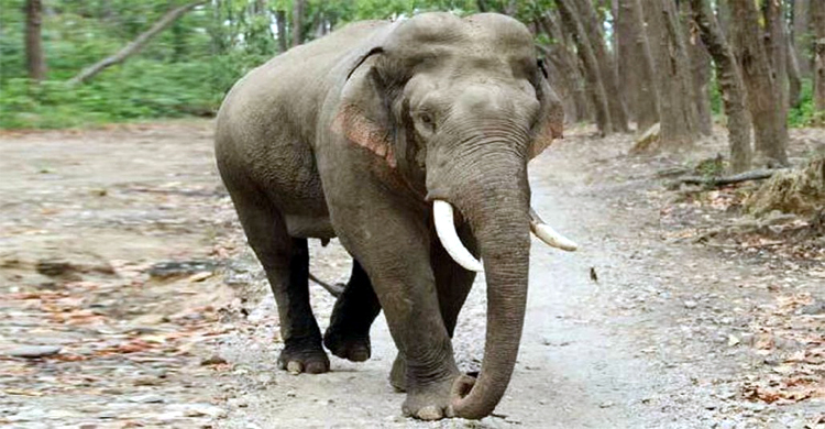 রাঙ্গামাটিতে এবার হাতির আক্রমণে প্রাণ গেল বিশ্ববিদ্যালয় ছাত্রের