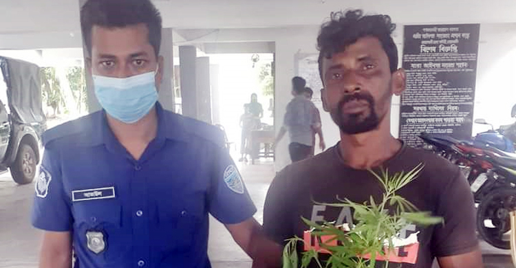 ৪ গাঁজা গাছসহ যুবক আটক