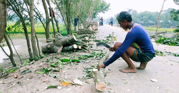 টেন্ডার ছাড়াই আত্রাই নদীর বাঁধের গাছ কেটে সাবাড়