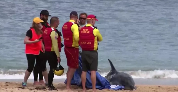 ডলফিনের ওপর হাঙরের আক্রমণ, সমুদ্রসৈকত বন্ধ