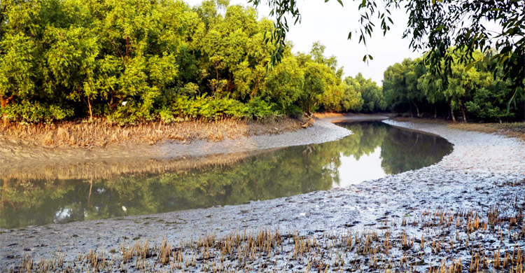 সুন্দরবনে বন্যপ্রাণী হত্যা ও পাচার রোধে রেড অ্যালার্ট
