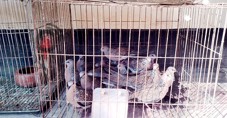 মুক্ত আকাশে ফিরলো ৫০ পাখি