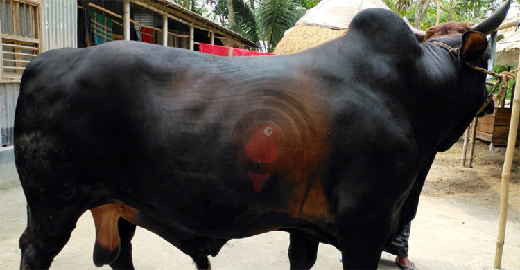 ১৮ মণের ‘বিগ বস’ বিক্রি হবে সাত লাখে