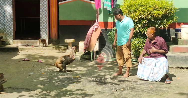 মুন্সিগঞ্জে খাবার সংকটে ভাঙছে বানর-মানুষের সখ্য