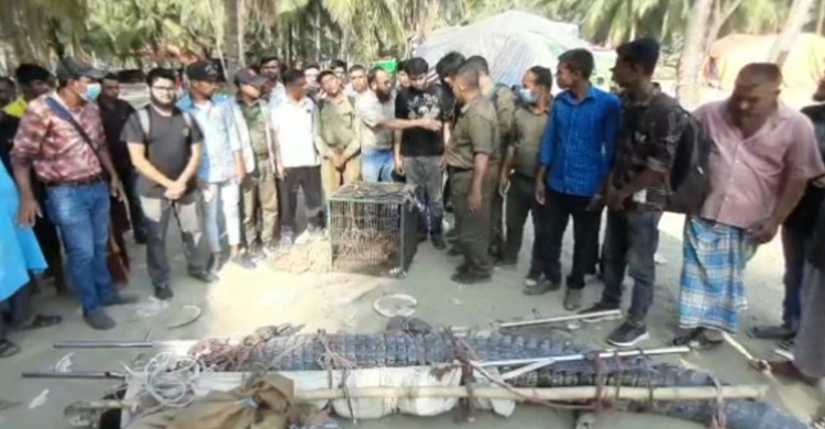রিসোর্ট থেকে কুমির-সাপসহ ১৪ প্রাণী গেলো করমজলে