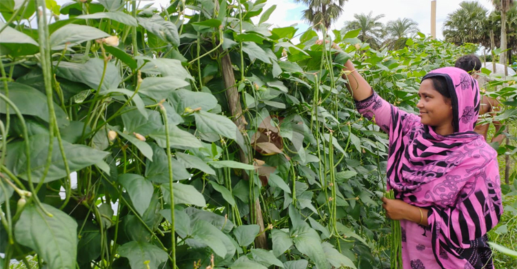 পদ্মা সেতু: দাম নিয়ে দুশ্চিন্তা ঘুচবে বাগেরহাটের ২ লাখ কৃষকের