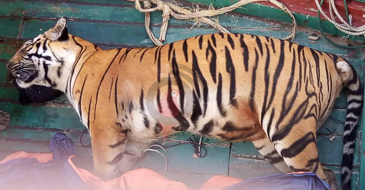 বাঘ বাড়াতে নেওয়া হচ্ছে নানামুখী পদক্ষেপ