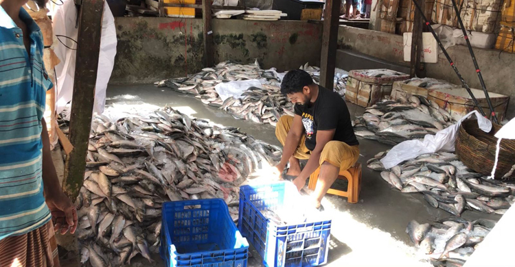 সমুদ্রে ঝাঁকে ঝাঁকে ধরা পড়ছে ইলিশ, আড়তে কমলো দাম