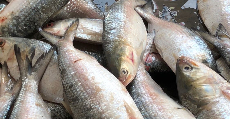সমুদ্রে ঝাঁকে ঝাঁকে ধরা পড়ছে ইলিশ, আড়তে কমলো দাম