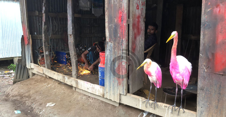 মোস্তফার ওয়ার্কসপেই সন্তানের স্নেহে বেড়ে উঠছে বক-পানকৌড়ি