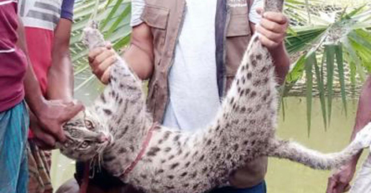 গোয়ালঘর থেকে মেছোবাঘ উদ্ধার, বনে অবমুক্ত