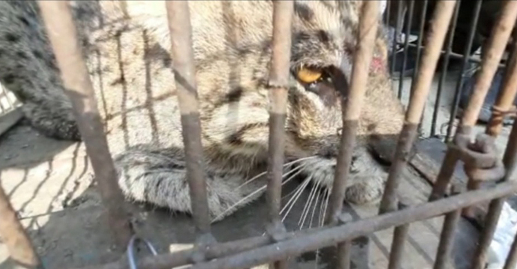 রিসোর্ট থেকে কুমির-সাপসহ ১৪ প্রাণী গেলো করমজলে