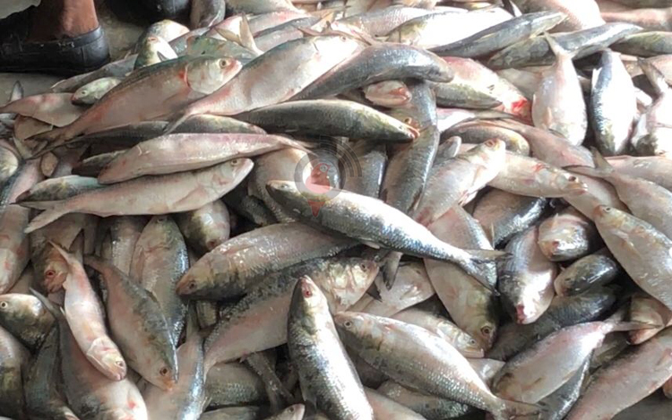 সমুদ্রে ঝাঁকে ঝাঁকে ধরা পড়ছে ইলিশ, আড়তে কমলো দাম