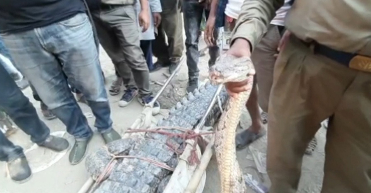 রিসোর্ট থেকে কুমির-সাপসহ ১৪ প্রাণী গেলো করমজলে