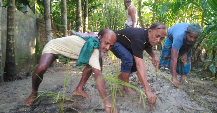 কাঁচা রাস্তায় চলাচলে দুর্ভোগ, ধানের চারা রোপণ করে প্রতিবাদ