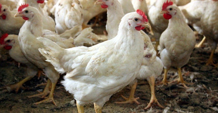 ৪০০ টাকার মুরগি চুরি করে জরিমানা দিলেন দেড় লাখ!