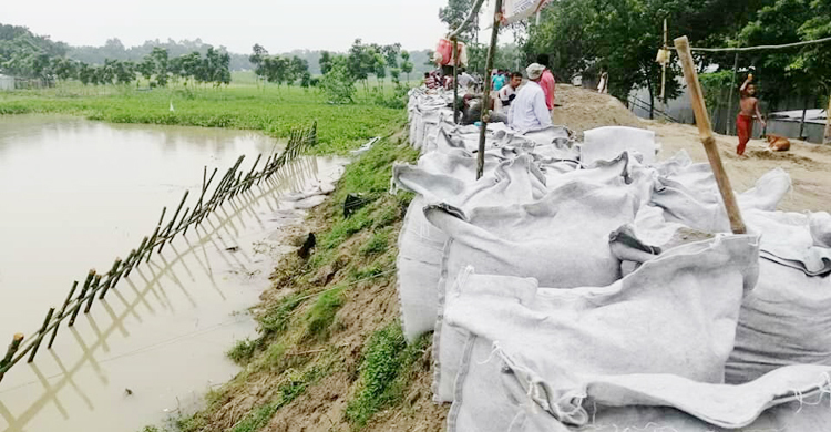 ইঁদুরের কারণে হুমকিতে শহর রক্ষা বাঁধ