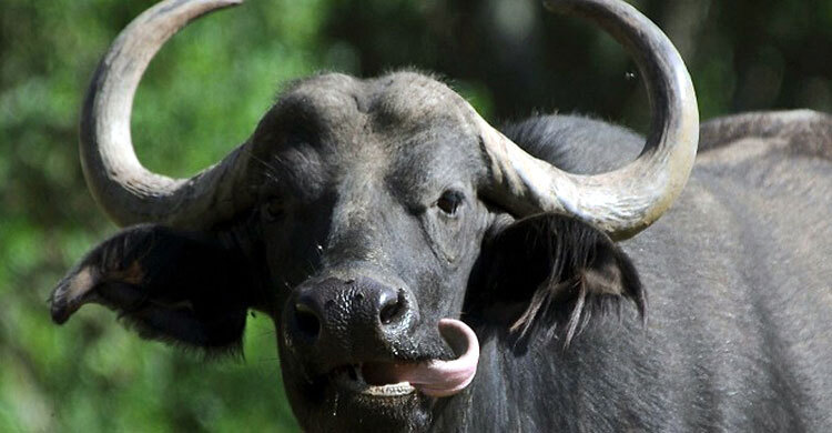 সিঁধ কেটে দুই মহিষ নিয়ে গেলো চোর