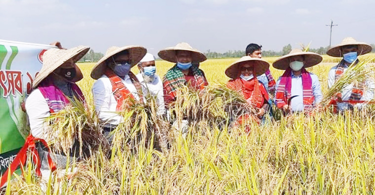 নবান্ন উৎসবে ধান কাটলেন বগুড়ার ডিসি