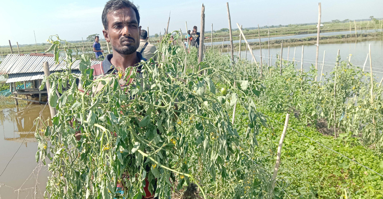 শত্রুতার বলি ৩ লাখ টাকার টমেটো