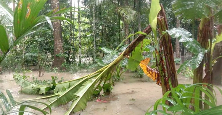 ভারি বর্ষণে বাগেরহাটে পানিবন্দি অর্ধলাখ পরিবার