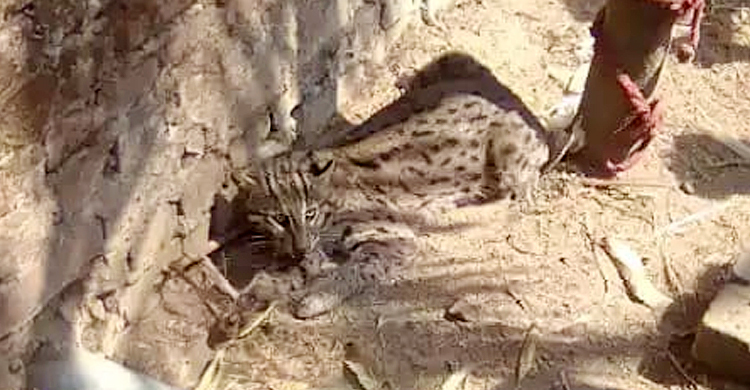 লোকালয়ে মেছোবাঘ, রিজার্ভ ফরেস্টে অবমুক্ত