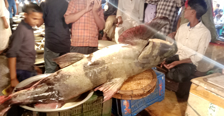 কুশিয়ারায় ধরা পড়ল ১৬০ কেজির বাঘাইড়