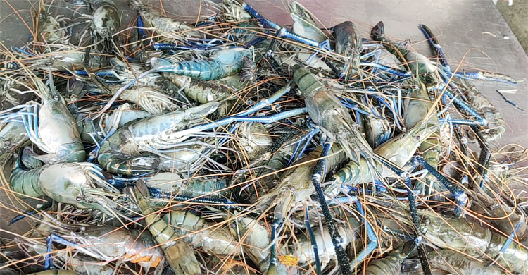 লোডশেডিংয়ে ক্ষতির মুখে বাগেরহাটের মৎস্য খাত