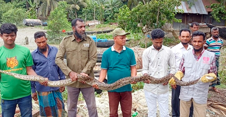 বাগেরহাটে ১৫ ফুট লম্বা অজগর উদ্ধার
