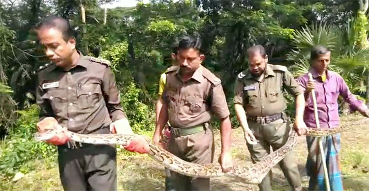 মোরেলগঞ্জে বসতবাড়ি থেকে বিশাল আকৃতির অজগর উদ্ধার