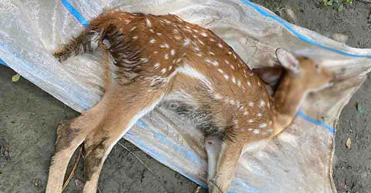 ক্রিকেটার রুবেলের পার্কে হরিণের মৃত্যু
