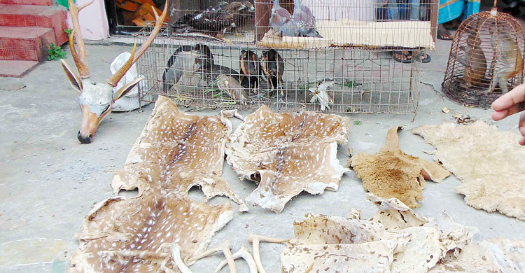 চন্দ্রমহল ইকোপার্ক থেকে হরিণ-কুমির-ক্যাঙ্গারুর চামড়া জব্দ