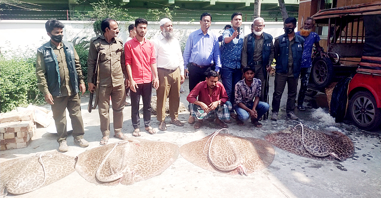বিলুপ্তপ্রায় শাপলাপাতা মাছসহ ব্যবসায়ী গ্রেফতার