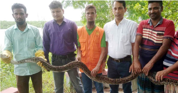 শরণখোলায় উদ্ধার ১৬ ফুট লম্বা অজগর সুন্দরবনে অবমুক্ত