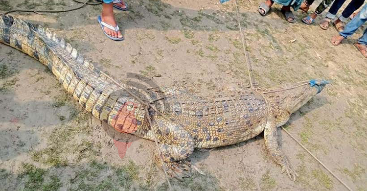 রামপালে পুকুরে ধরা পড়লো কুমির