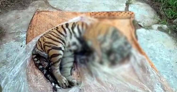 বাঘিনীর মরদেহ উদ্ধার : মৃত্যুর কারণ জানতে হচ্ছে ফরেনসিক টেস্ট