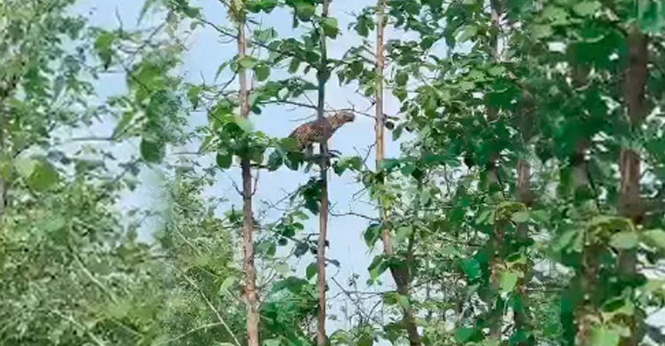 ২০ ফুট উঁচু গাছে উঠে বানরের বাচ্চা শিকার চিতাবাঘের