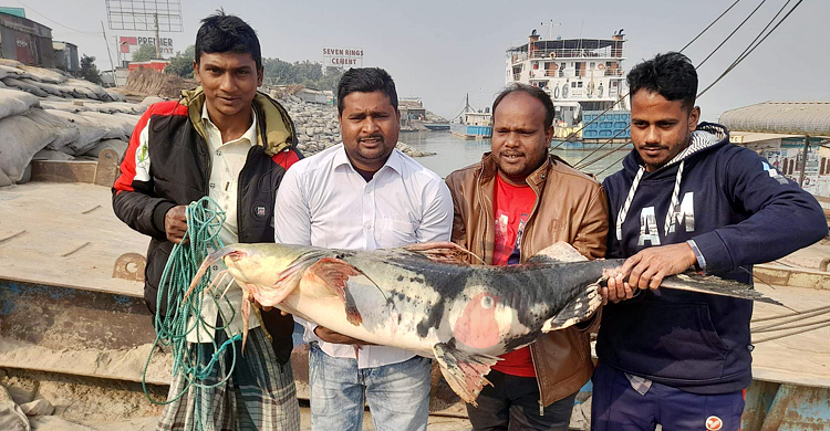 পদ্মায় ধরা পড়লো ২৭ কেজির বাঘাইড়, ৩৫ হাজারে বিক্রি
