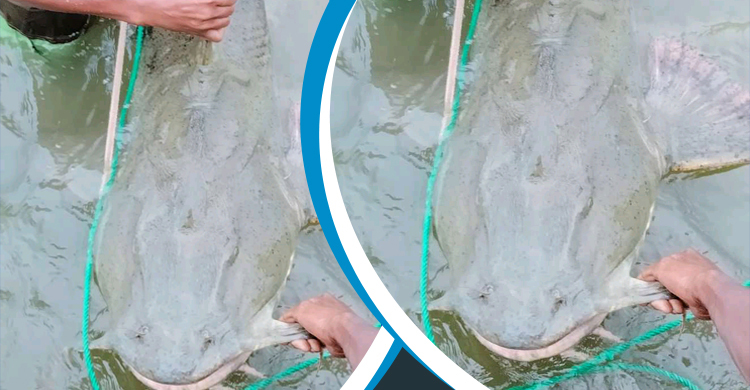 ৩০ কেজির বাঘাইড় কিনে নিল ১৫ বন্ধু