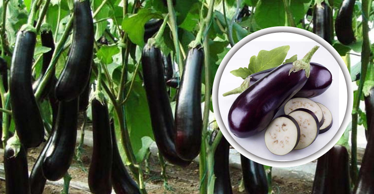 ফুটানো পানিতে লবণ মিশিয়ে আধাঘণ্টা বেগুন ভিজিয়ে রাখার পরামর্শ