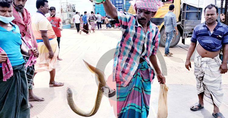 এবার বড়শিতে ধরা পড়ল এক কেজির বিরল ‘বামুস’