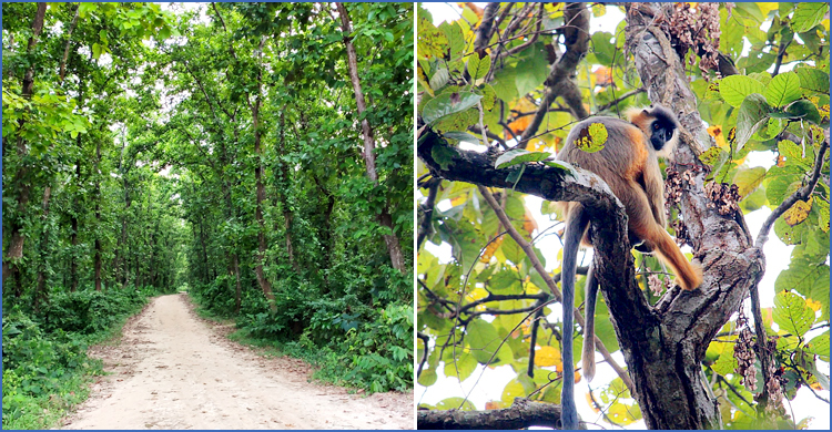 Mushukning ichida nima bor?