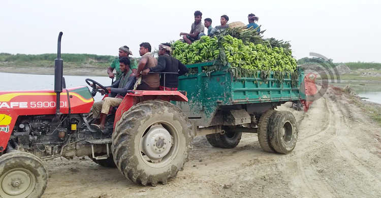 পদ্মার চরজুড়ে কলাচাষে বিপ্লব