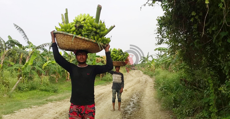 পদ্মার চরজুড়ে কলাচাষে বিপ্লব