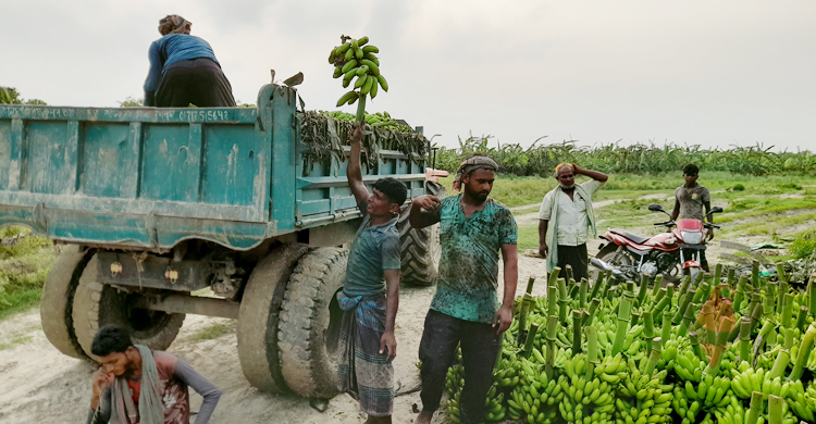 পদ্মার চরজুড়ে কলাচাষে বিপ্লব
