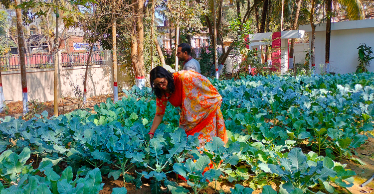 ডিসির বাসভবনের পতিত জমি এখন সবজিক্ষেত