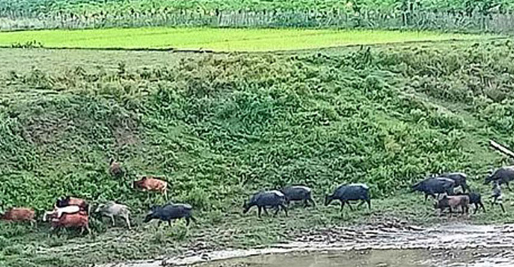 সীমান্ত থেকে দুই গরু ব্যবসায়ীকে অপহরণের অভিযোগ