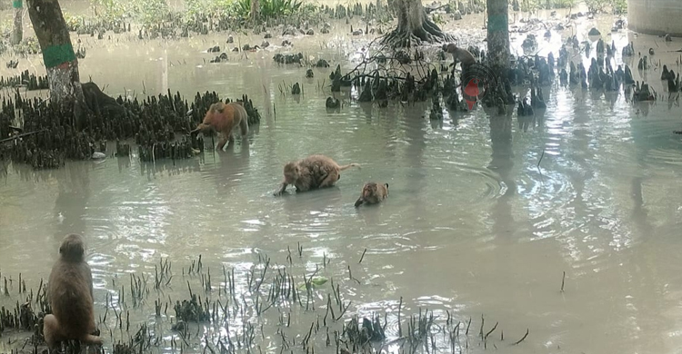 দুর্যোগ মৌসুমেও পর্যটকদের ভিড় বেড়েছে সুন্দরবনে