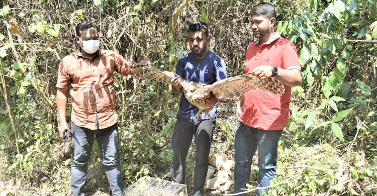 বিলুপ্ত মেছো পেঁচা উদ্ধারের পর বনে অবমুক্ত