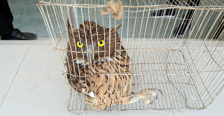 বিলুপ্ত মেছো পেঁচা উদ্ধারের পর বনে অবমুক্ত